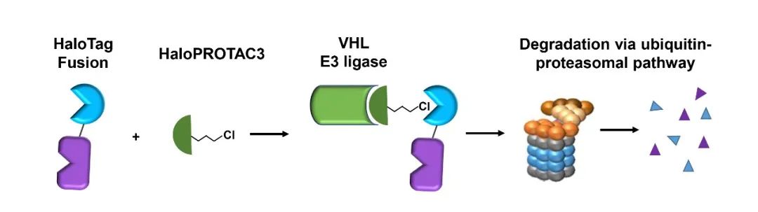 HaloPROTAC强势登场，蛋白降解研究再添新秀