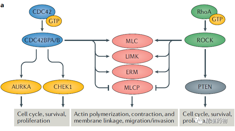 【Nat Rev Drug Discov】肿瘤新靶标：CDC42BPA/MRCKα激酶