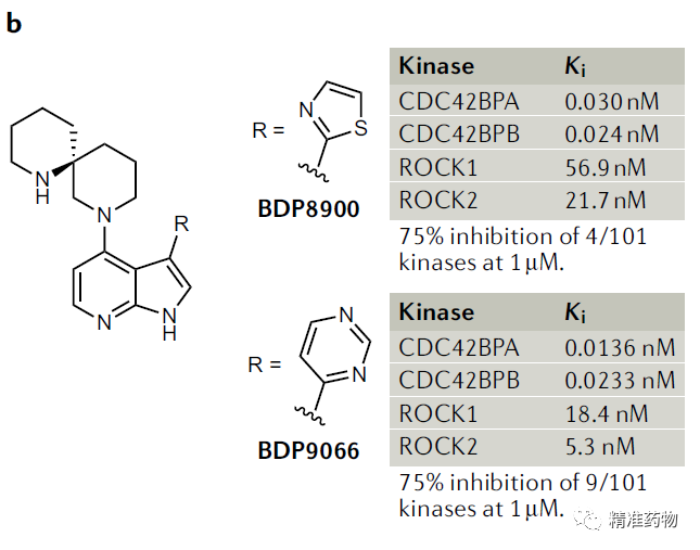 【Nat Rev Drug Discov】肿瘤新靶标：CDC42BPA/MRCKα激酶