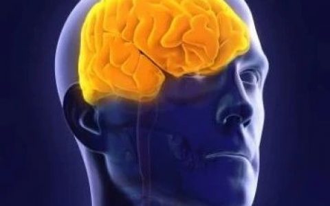 Cell重磅：用益生菌治疗大脑疾病，改善社交行为！