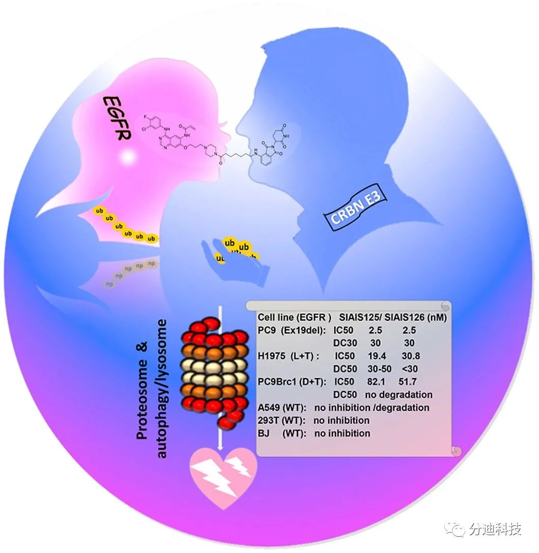 EGFR的双通路降解 | 中国靶向蛋白降解新锐公司