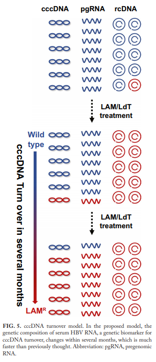 Hepatology：颠覆观念！cccDNA更新周期仅需数月