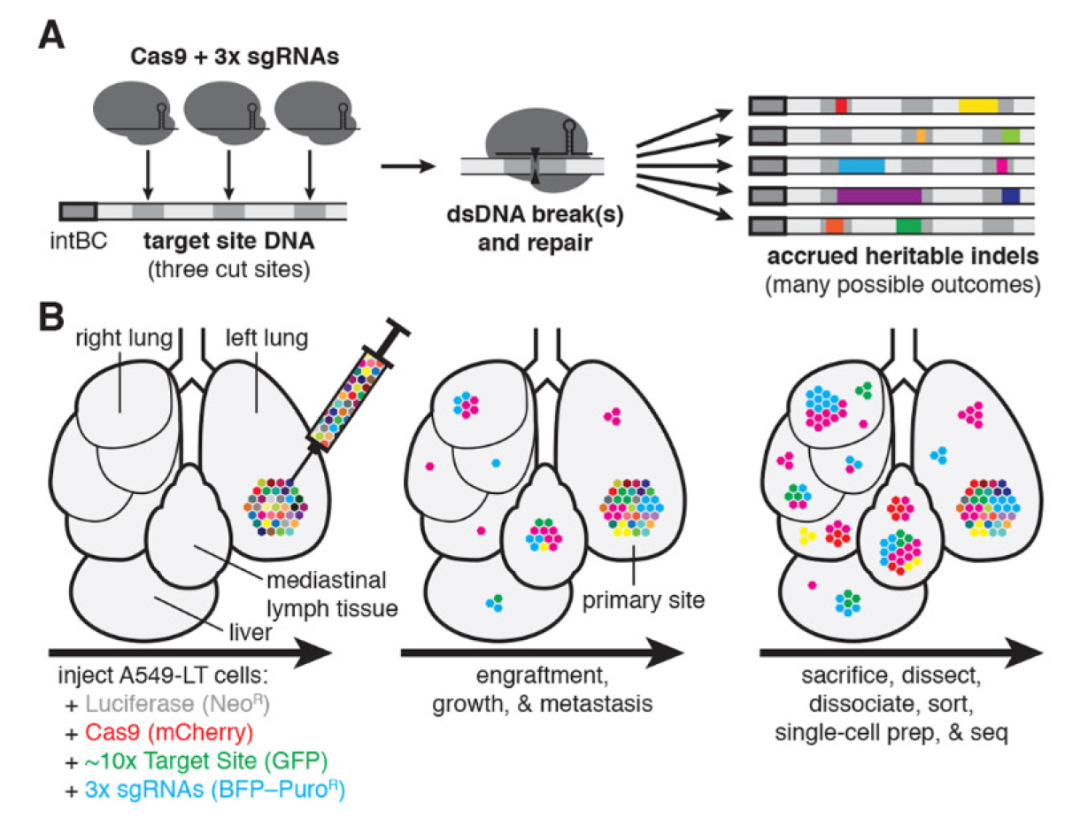 Science：CRISPR技术追踪癌细胞转移动态，为抗癌药物研究开辟新方向