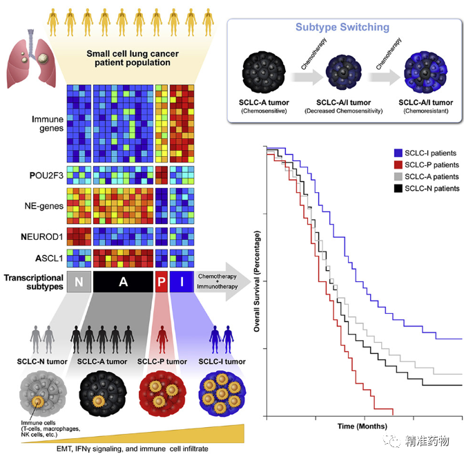 重磅！小细胞肺癌(SCLC)进入精准治疗时代