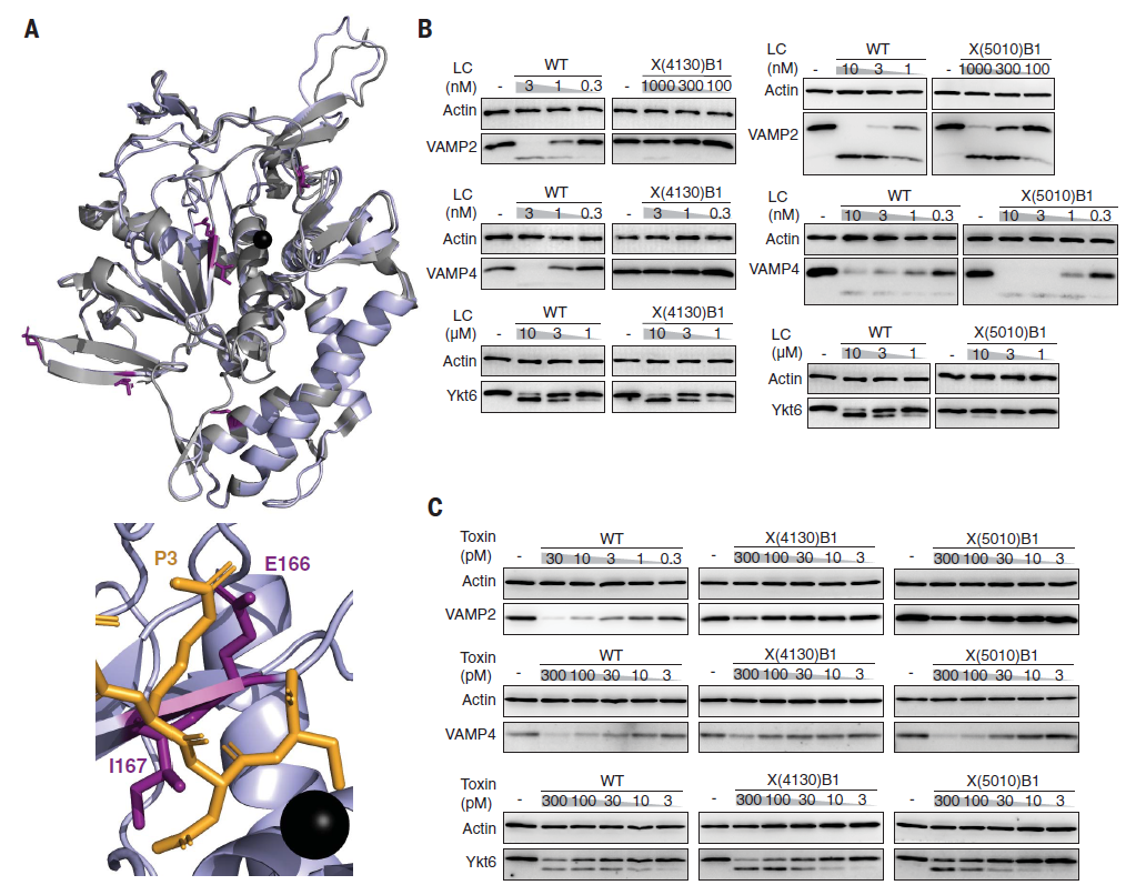 Science：编辑蛋白质组！刘如谦利用噬菌体辅助进化，创造出新活性蛋白酶，可治疗多种疾病