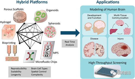 3D组织模型：让器官芯片助力新药研发