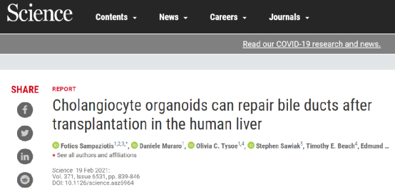 重大突破：人造类器官“迷你胆管”首次成功修复人类肝脏