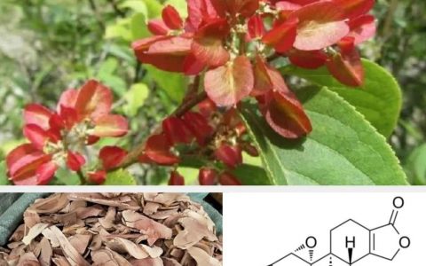 重大突破：我国学者从中药雷公藤中发现男性避孕药，非激素，停药即可恢复