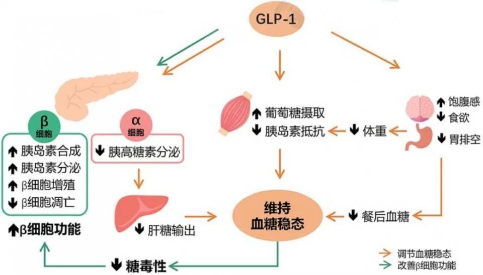 糖尿病领域神仙打架，GLP-1RA赛道战火重燃