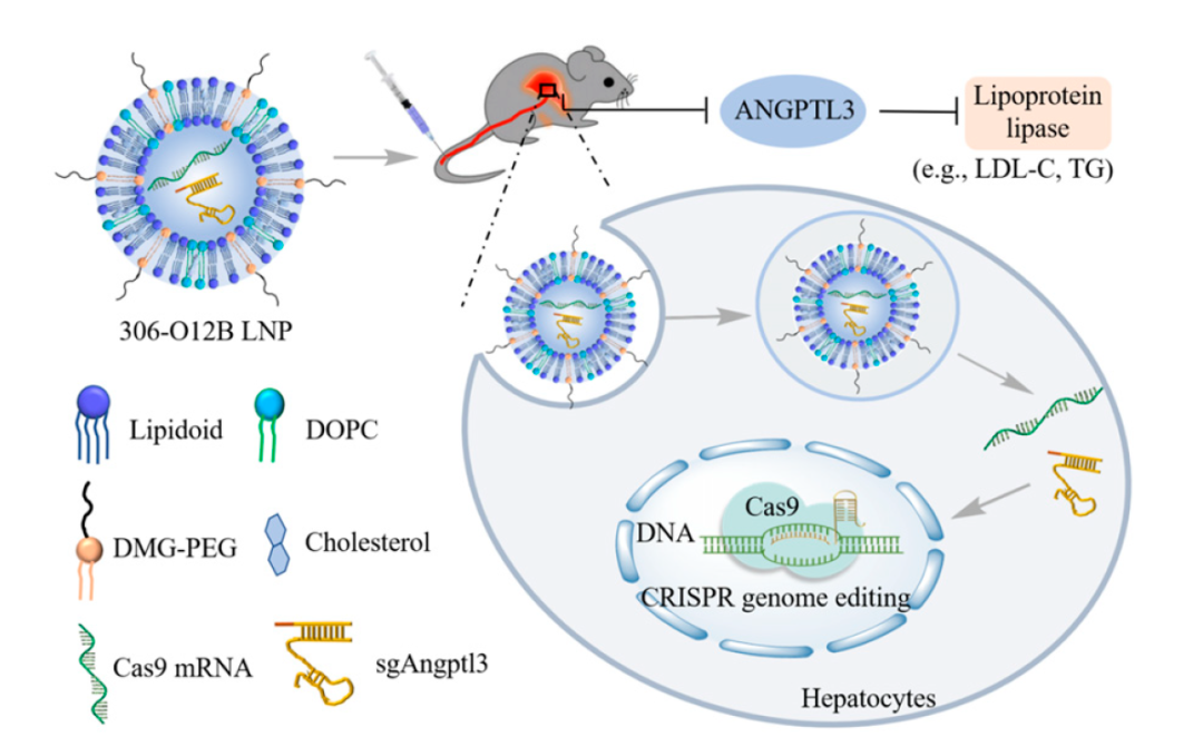 “纳米颗粒+CRISPR”双剑合璧！徐乔秉/张锋实现高效、持久降低胆固醇水平