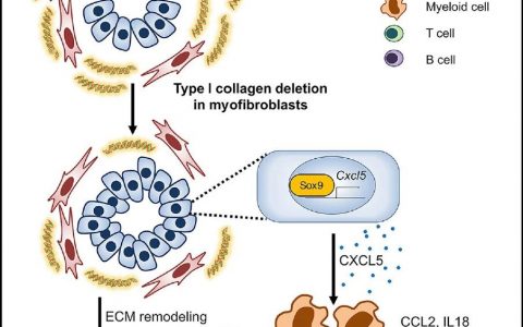 Cancer Cell：胶原蛋白的流失，不仅是容颜渐去，还会加快癌症发展