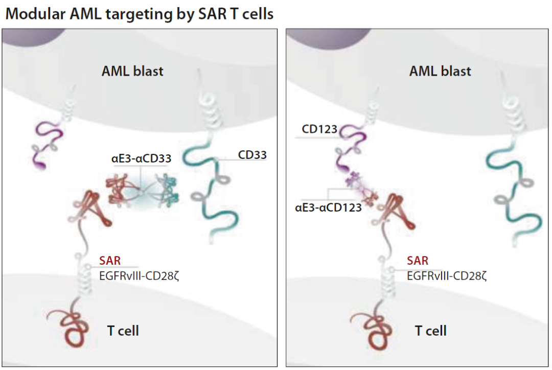 SAR-T=CAR-T+双特异性抗体