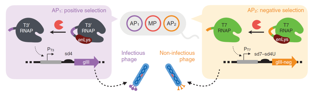 Science：编辑蛋白质组！刘如谦利用噬菌体辅助进化，创造出新活性蛋白酶，可治疗多种疾病