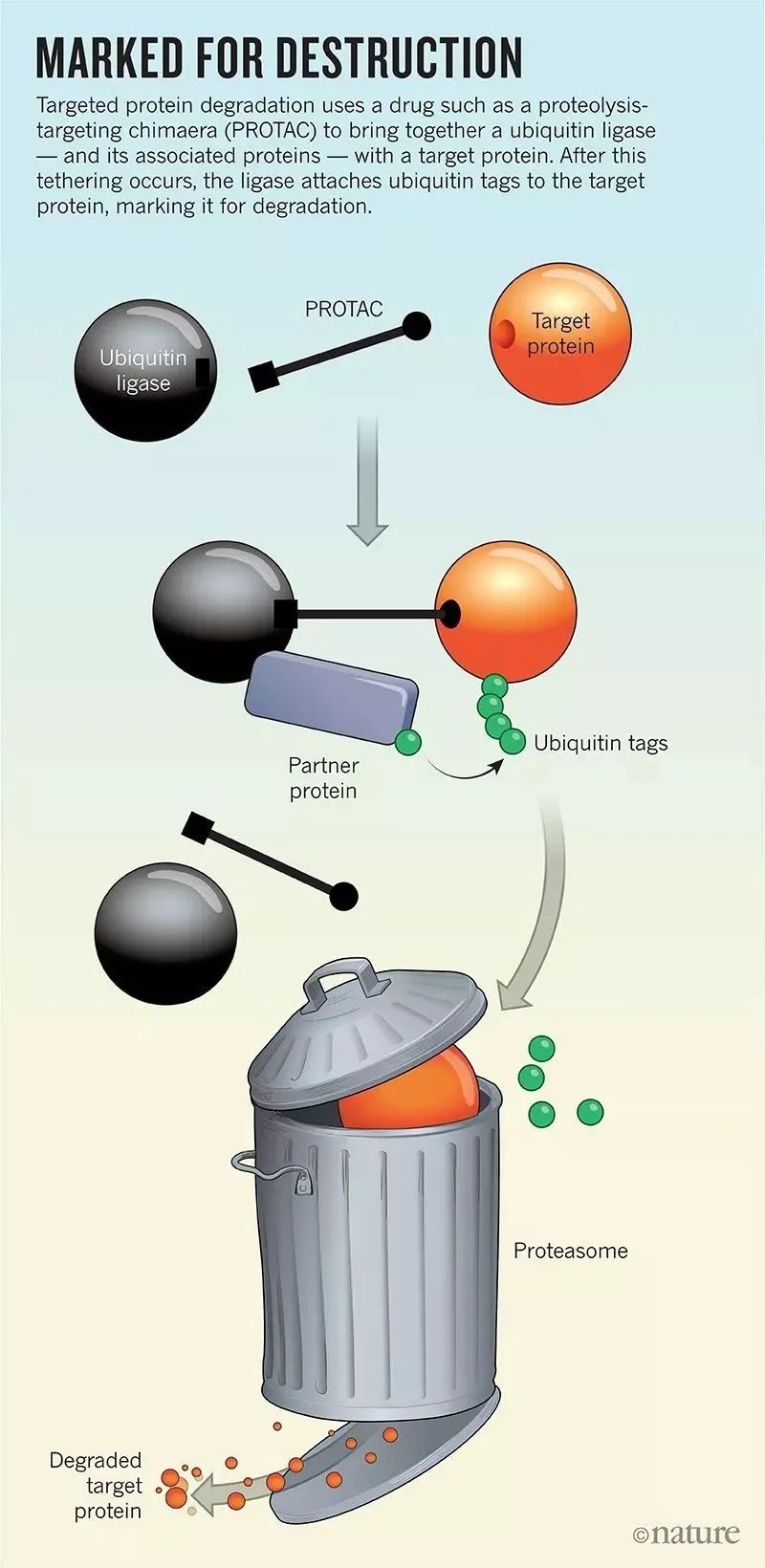 PROTAC新技术开启肿瘤靶向治疗新领域