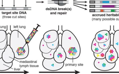 Science：CRISPR技术追踪癌细胞转移动态，为抗癌药物研究开辟新方向
