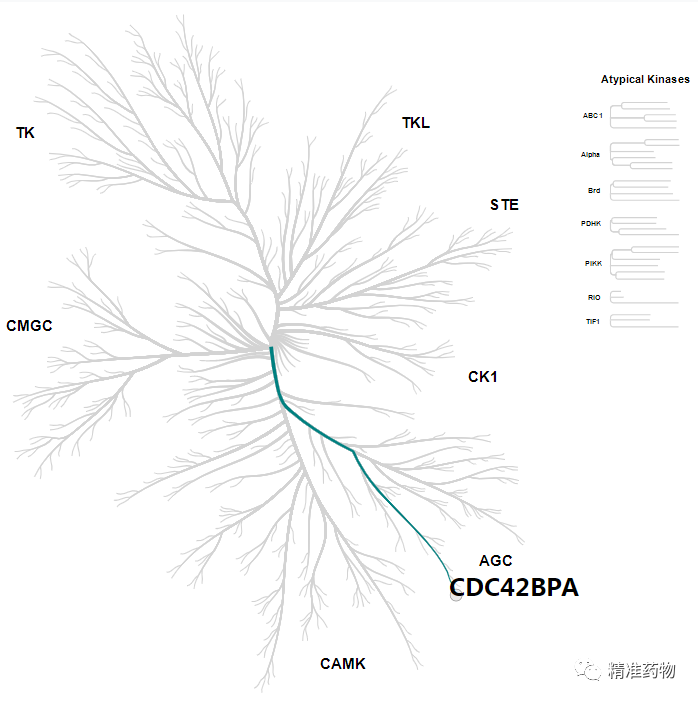 【Nat Rev Drug Discov】肿瘤新靶标：CDC42BPA/MRCKα激酶