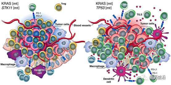 数十年失败后，KRAS终成NSCLC“可成药”靶点