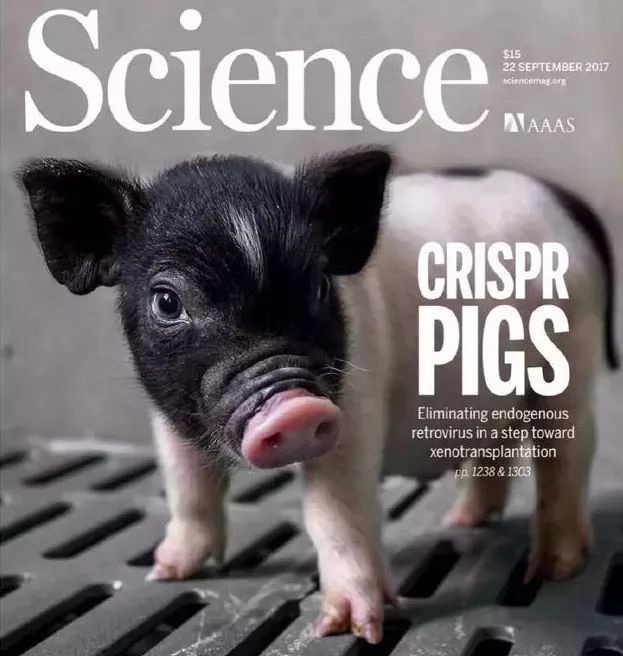杨璐菡等创立的eGenesis公司获1.25亿美元融资，将推进猪肾脏移植人体实验