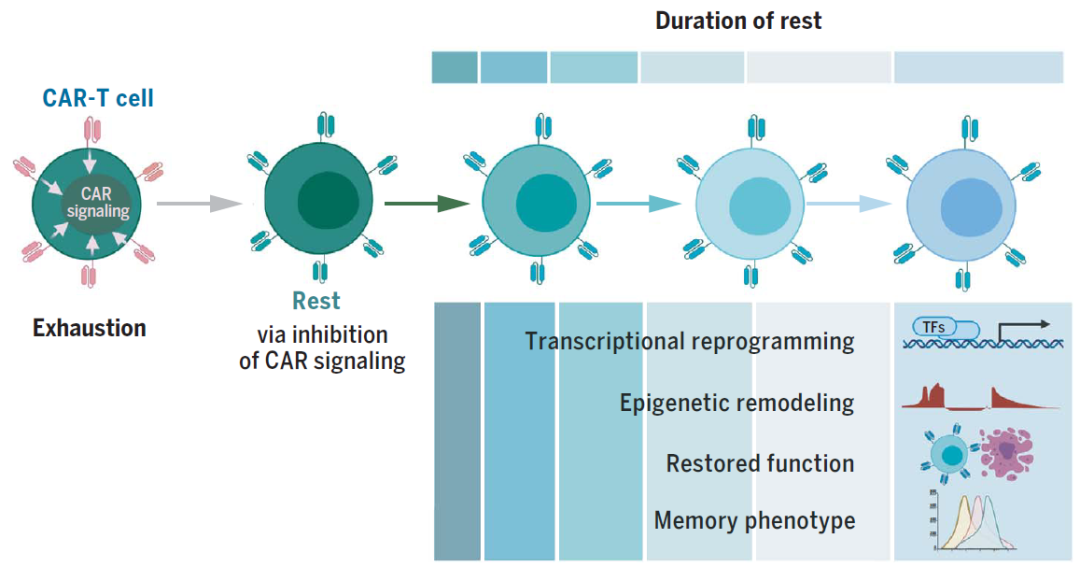 Science：T细胞也是“打工人”，让它们休息一下，能够重振活力，实现更好的抗癌效果