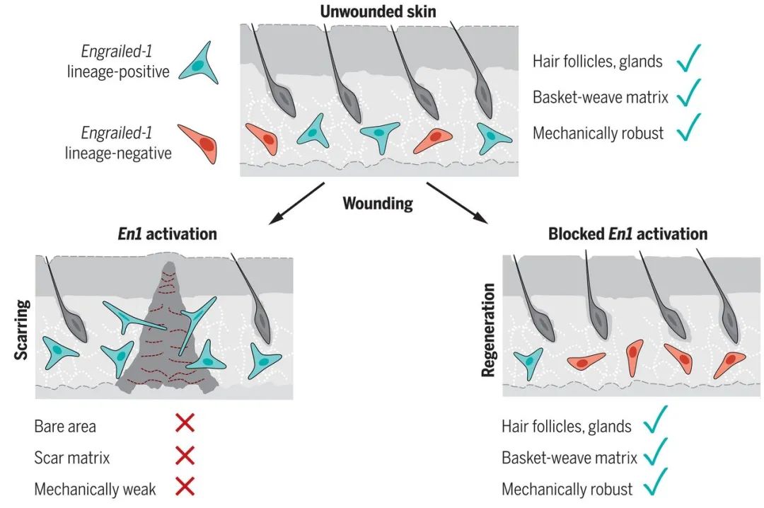 Science重磅：斯坦福大学科学家发现了让伤口不留疤痕愈合的方法
