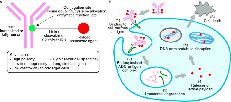 首款靶向CD19的ADC新药Zynlonta获批！助力大B细胞淋巴瘤治疗