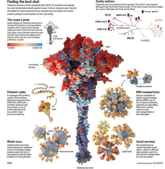 Science：疫苗研发不应仅停留在SARS-CoV-2上，通用冠状病毒疫苗箭在弦上