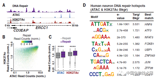 Science：将有限的DNA修复用在“刀刃”上，神经元会优先预防衰老和疾病！