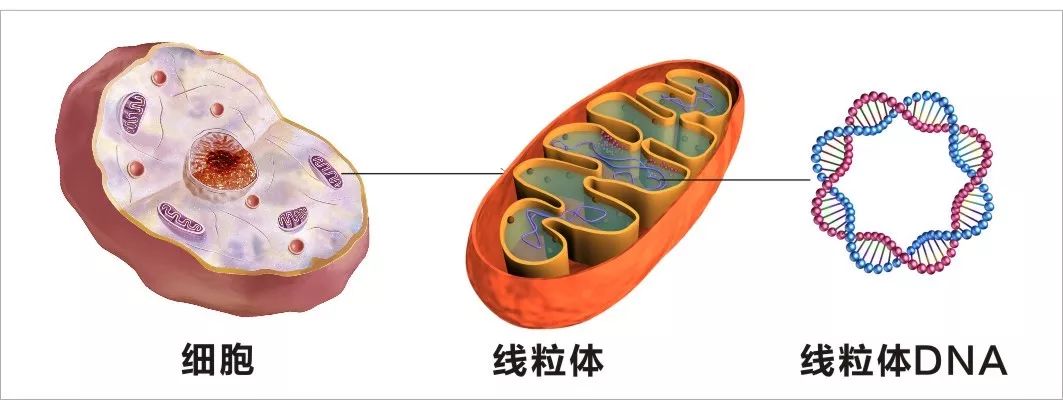 Nature子刊：线粒体DNA突变，竟能降低癌症患者死亡风险