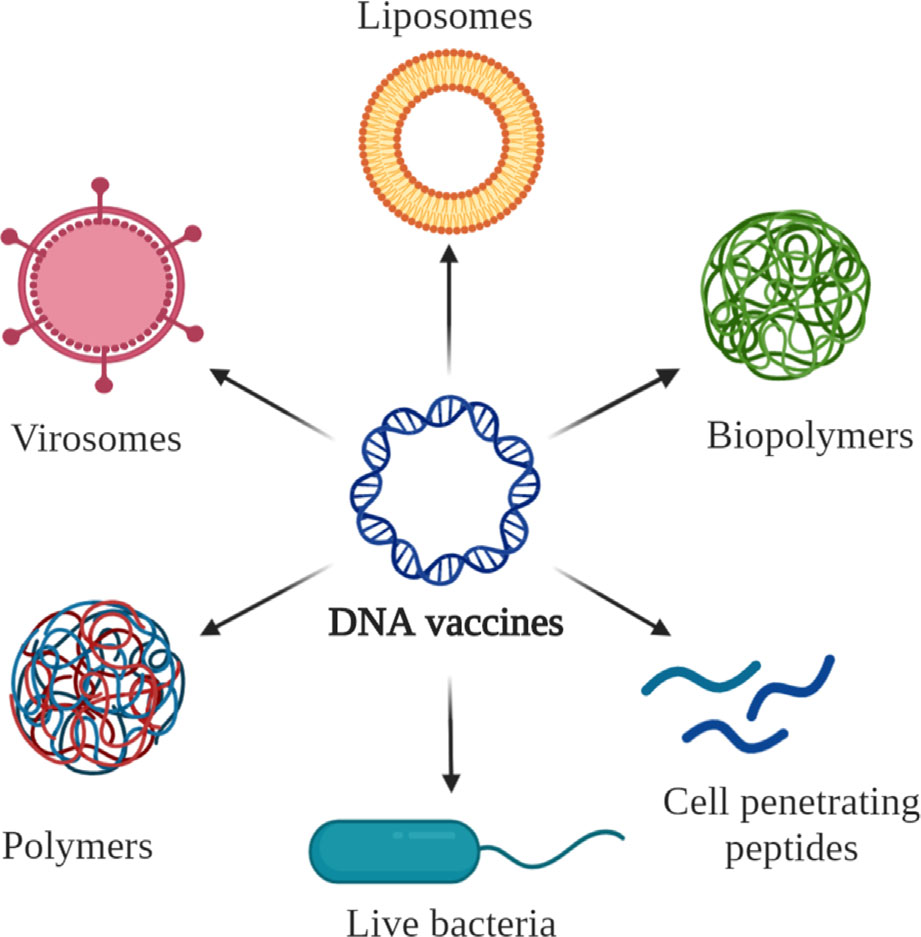 mRNA疫苗火了，DNA疫苗还会远吗？