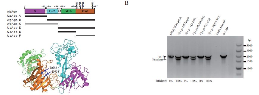 韩春雨发表的NgAgo又有新功能，2文章连发，华中农业大学张安定等揭示NgAgo增加同源重组
