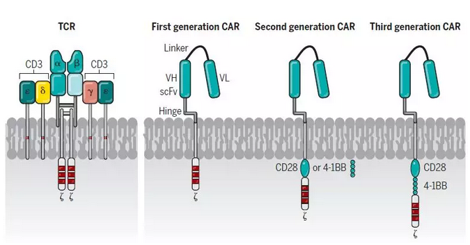 一文读懂 CAR-T 治疗以及最新进展