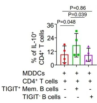 TIGIT+记忆B细胞在免疫调节中的作用