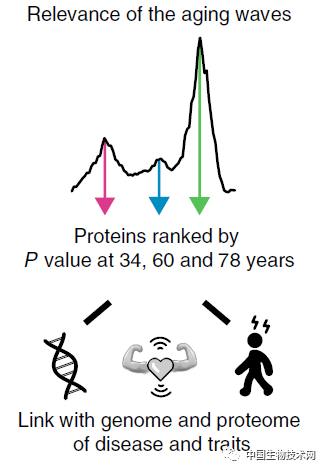 《自然医学》：人一生中经历的三波“衰老浪潮”发生在这三个年龄段