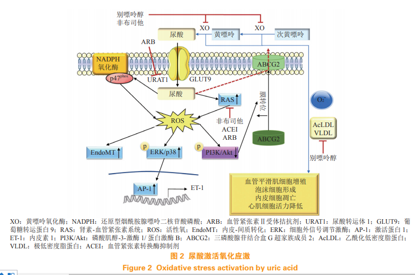 孔炜教授｜尿酸与心血管疾病关系的研究进展