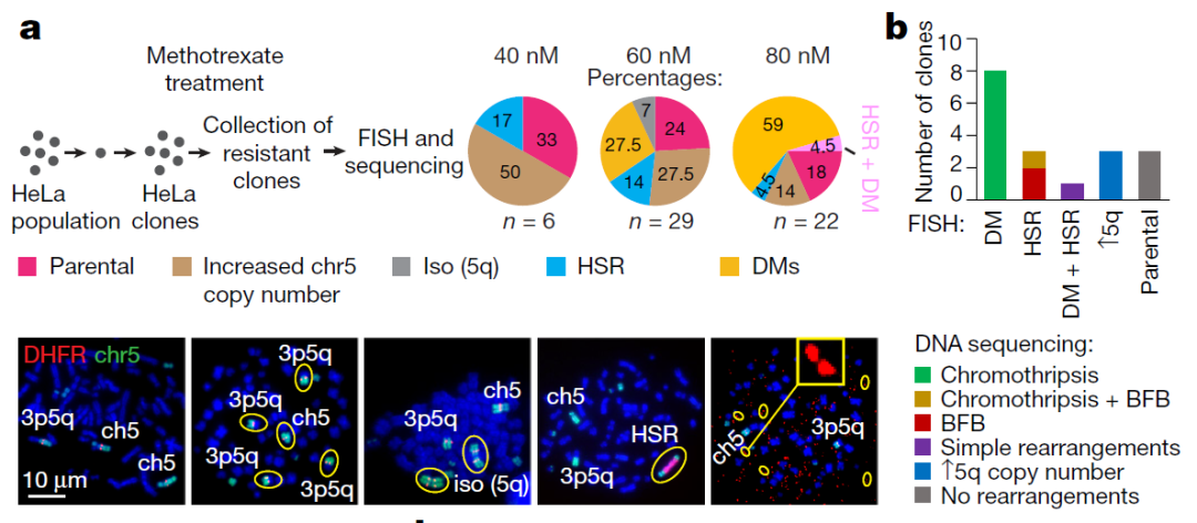Nature：染色体碎裂会促进ecDNA形成，进而赋予癌细胞抗药性