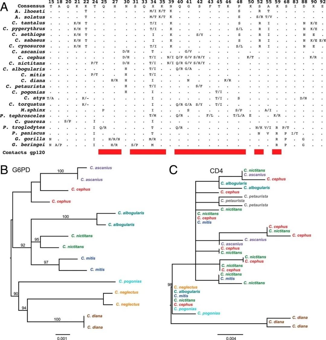 PNAS｜CD4的多样性是对抗HIV等慢病毒的关键