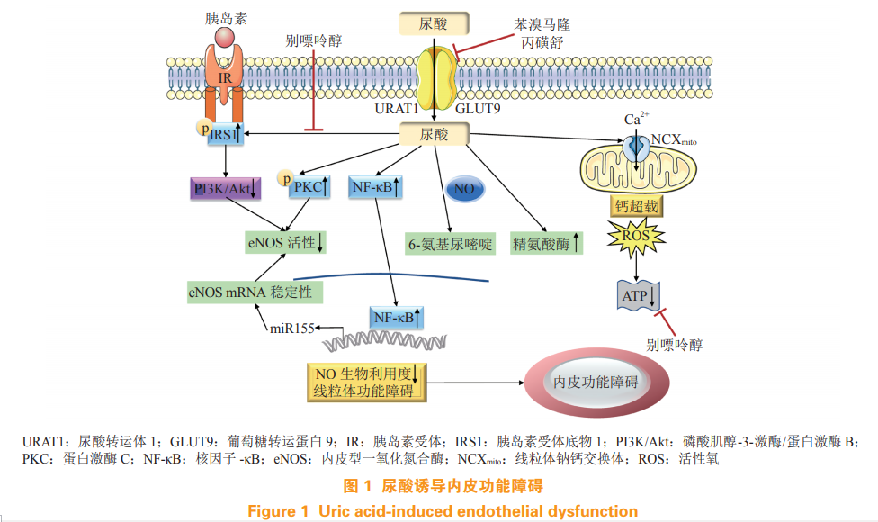 孔炜教授｜尿酸与心血管疾病关系的研究进展