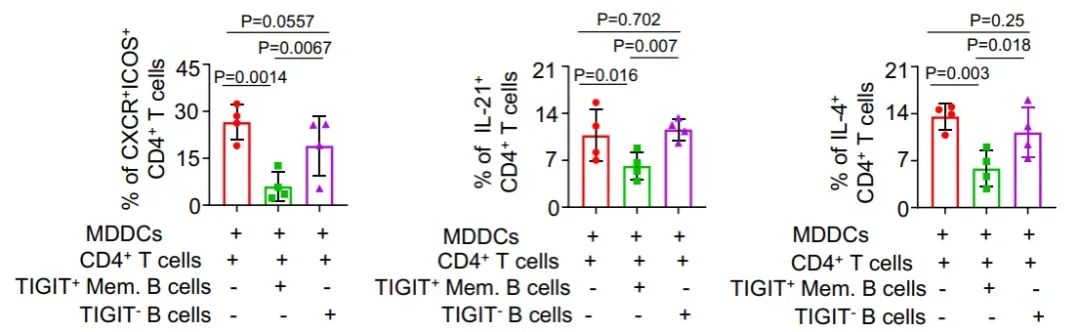 TIGIT+记忆B细胞在免疫调节中的作用