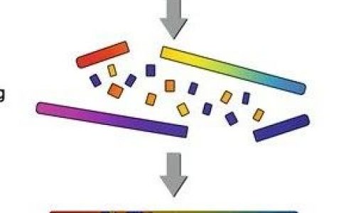Nature：染色体碎裂会促进ecDNA形成，进而赋予癌细胞抗药性