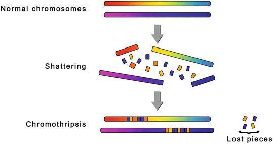 Nature：染色体碎裂会促进ecDNA形成，进而赋予癌细胞抗药性