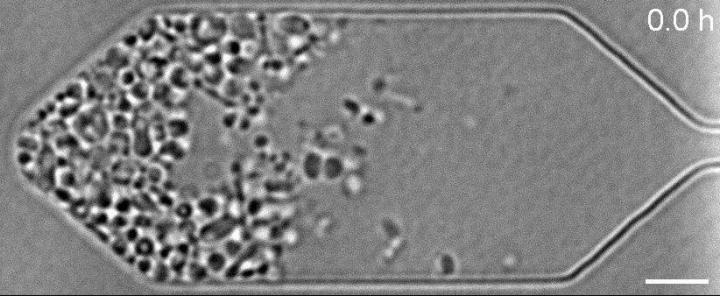 Cell重磅：十年磨一剑，科学家成功合成出可正常生长分裂的 “人造细胞”