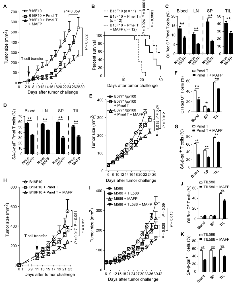 Science子刊：重编程脂质代谢，可防止T细胞衰老，增强癌症免疫疗法