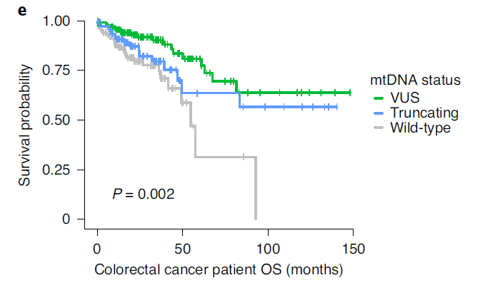 Nature子刊：线粒体DNA突变，竟能降低癌症患者死亡风险