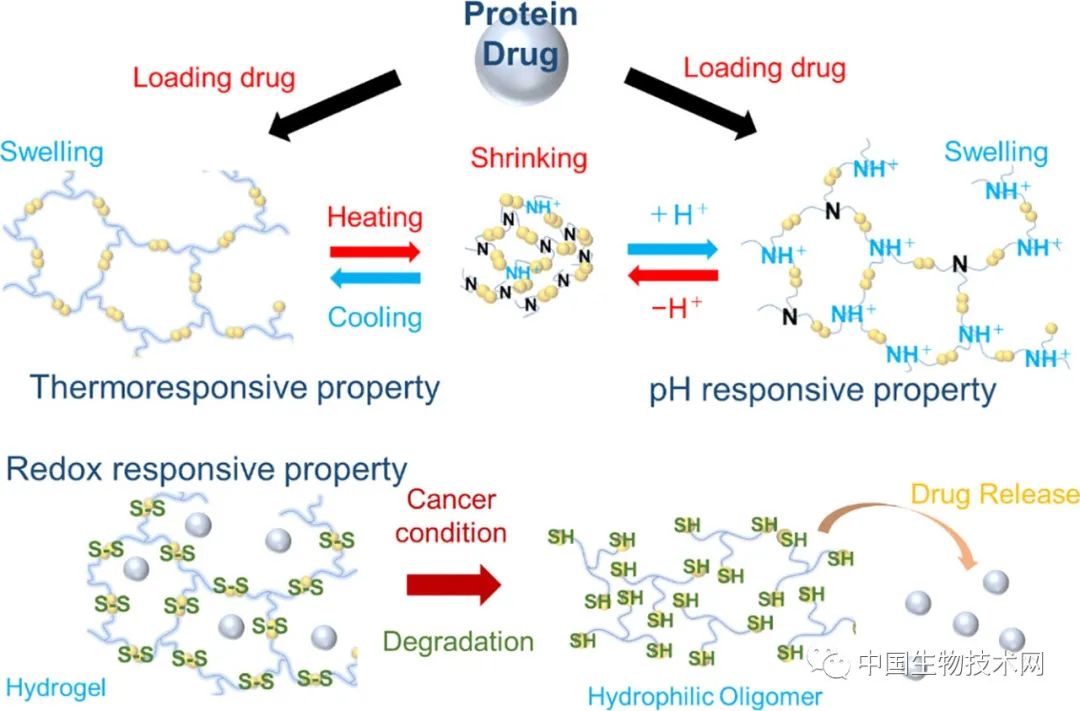 日本科学家开发新型水凝胶 可以根据温度和pH值释放抗癌药