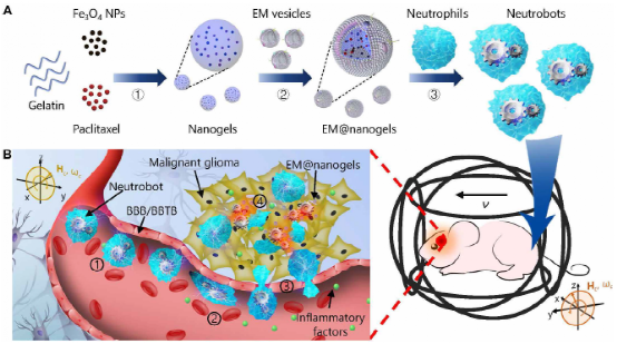 Science子刊：中性粒细胞微型机器人实现脑胶质瘤靶向给药