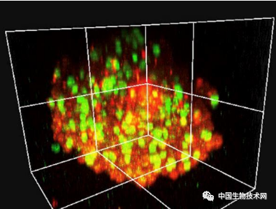 诺奖得主团队开发抗癌新“武器”：24小时内将癌细胞重编程为癌干细胞