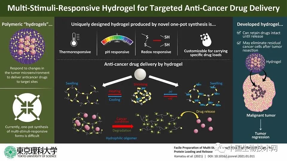 日本科学家开发新型水凝胶 可以根据温度和pH值释放抗癌药