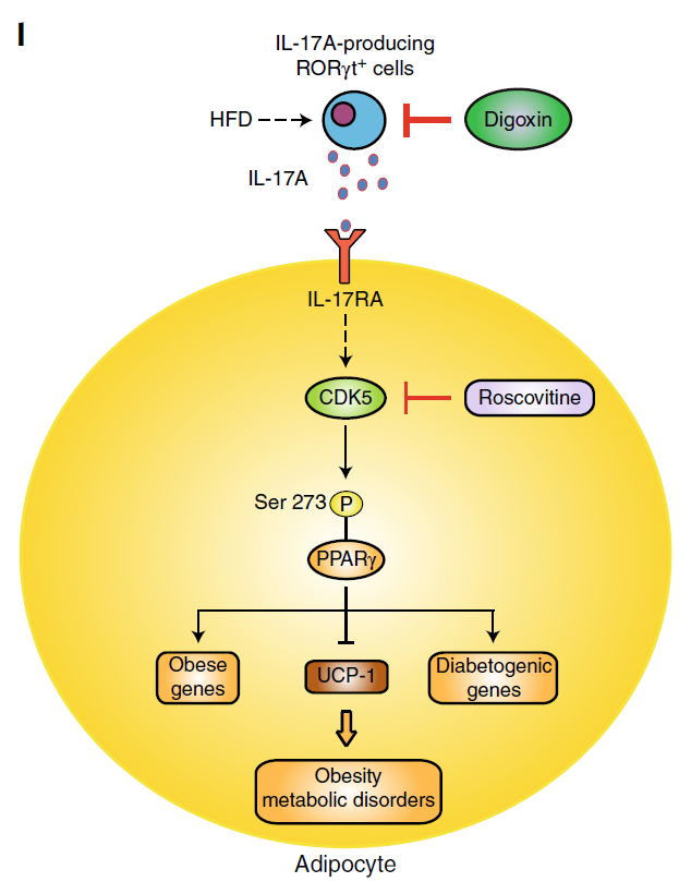 Nature子刊：抑制这个细胞因子，不用克制饮食也能减肥