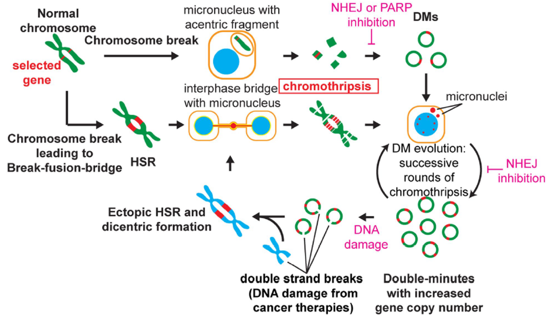 Nature：染色体碎裂会促进ecDNA形成，进而赋予癌细胞抗药性