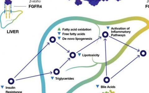 NASH update (May 24th): FGF19 Aldafermin Ph2b ALPINE2/3 data